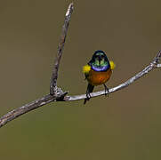 Orange-breasted Sunbird