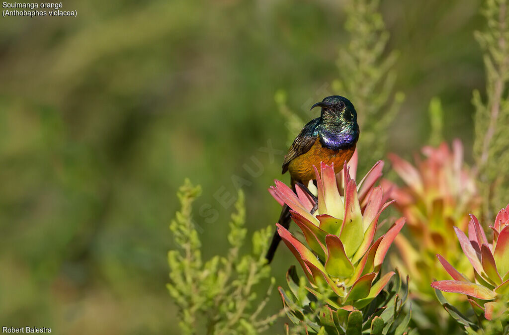 Orange-breasted Sunbird male