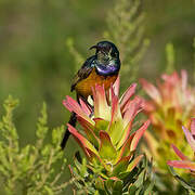 Orange-breasted Sunbird