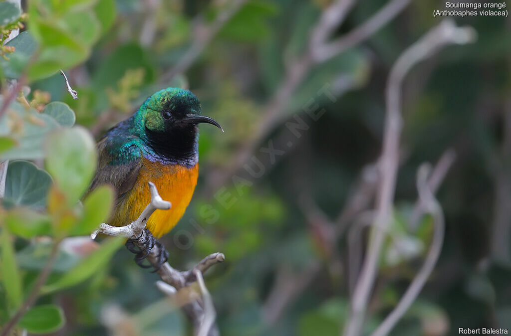 Orange-breasted Sunbird male