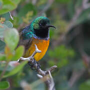 Orange-breasted Sunbird