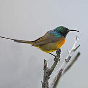 Orange-breasted Sunbird