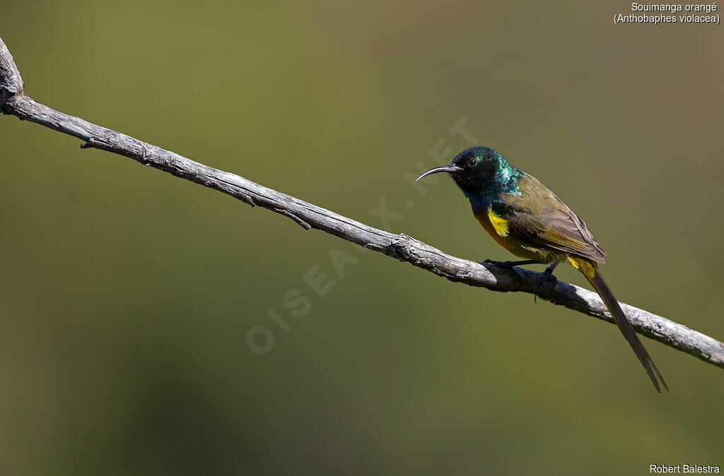 Orange-breasted Sunbird