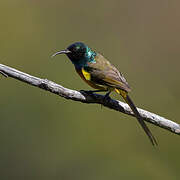 Orange-breasted Sunbird