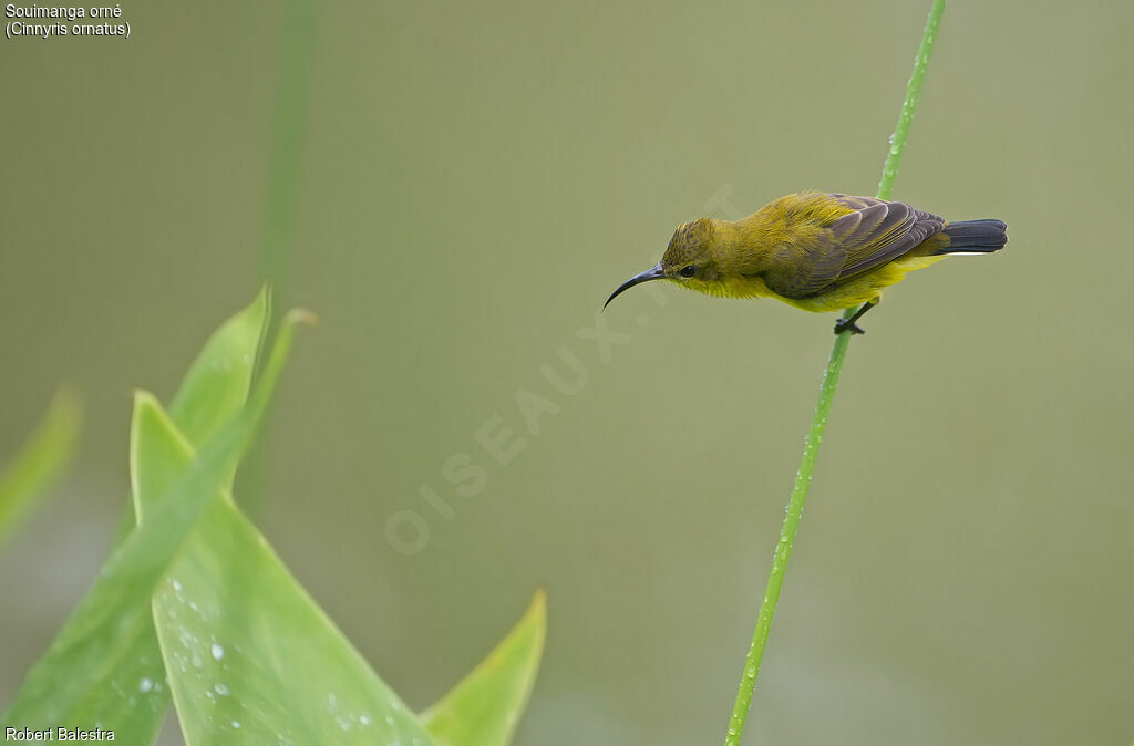 Ornate Sunbird