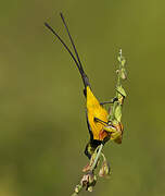 Pygmy Sunbird