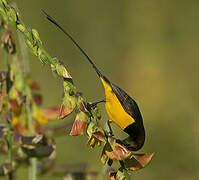 Pygmy Sunbird