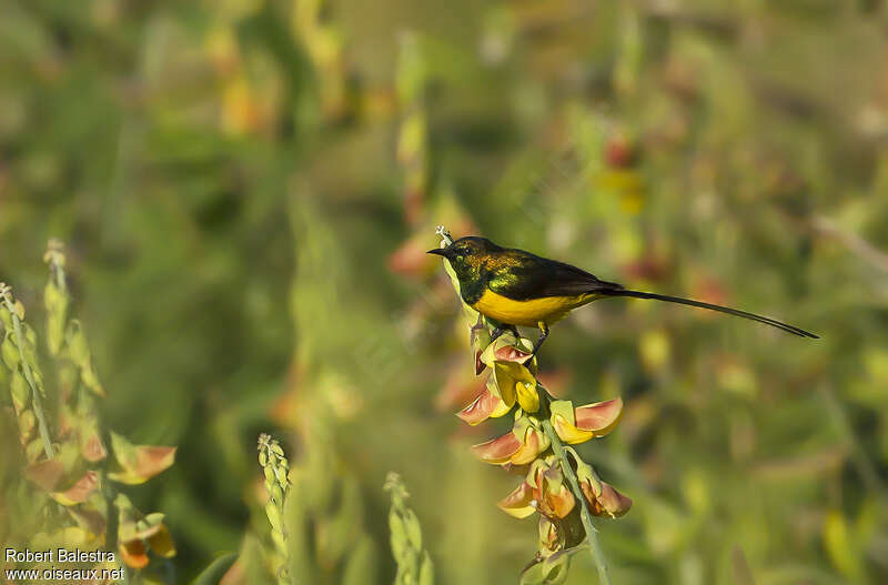 Pygmy Sunbird male adult, identification