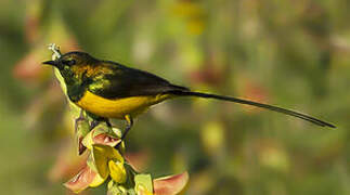 Pygmy Sunbird