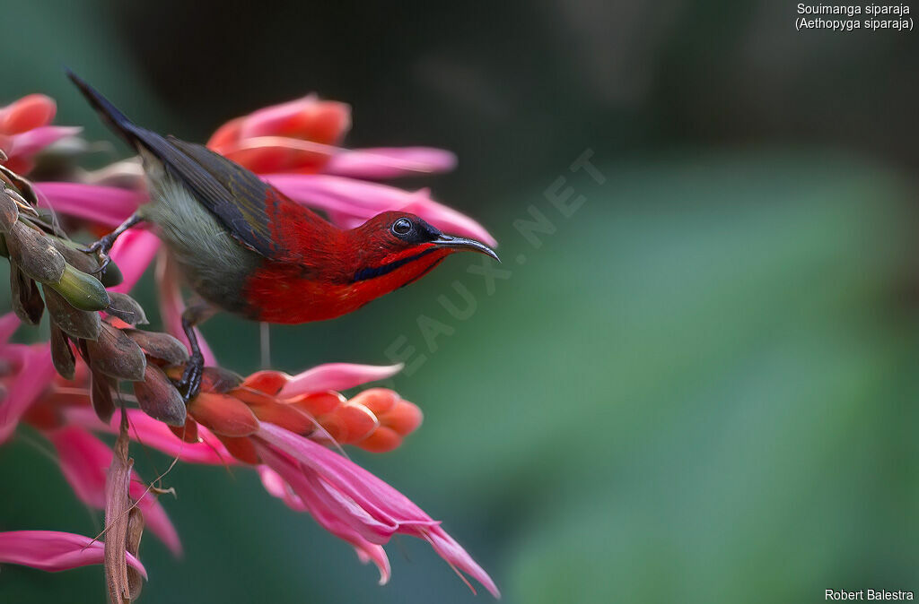 Crimson Sunbird