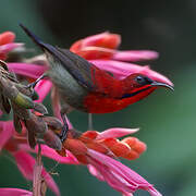 Crimson Sunbird