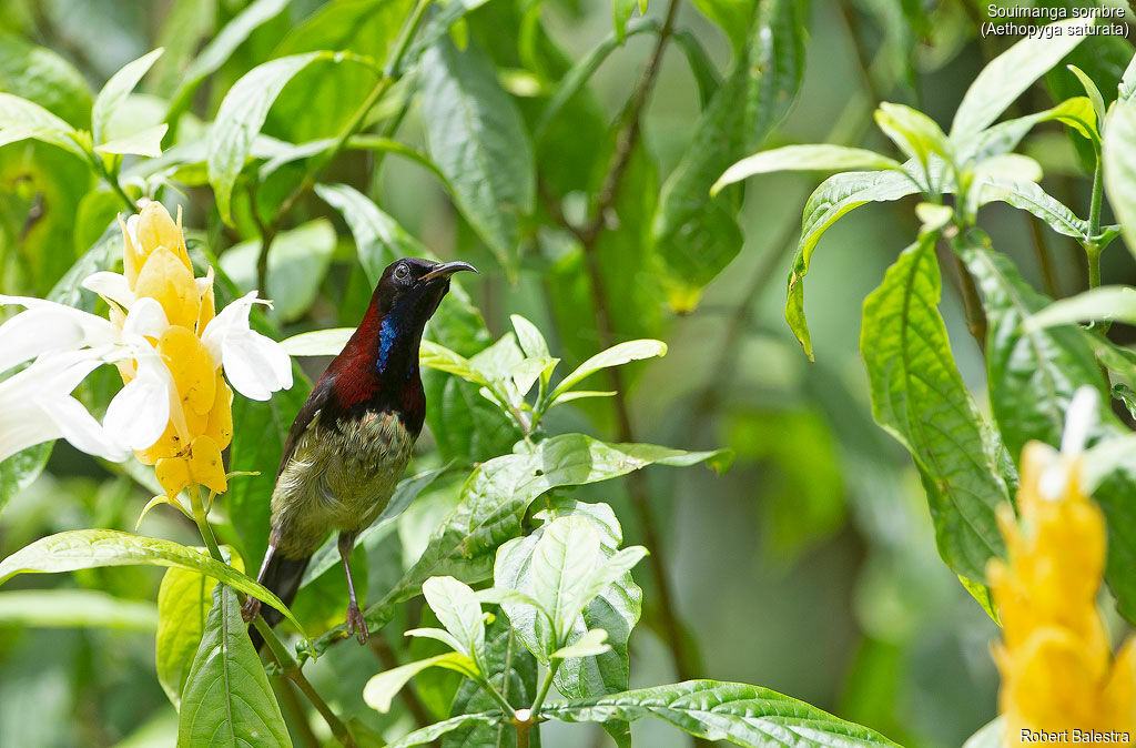 Black-throated Sunbird male