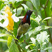 Black-throated Sunbird