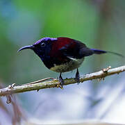 Black-throated Sunbird