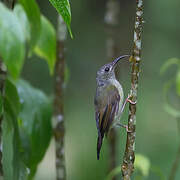 Black-throated Sunbird