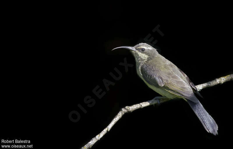 Tacazze Sunbird female adult, identification