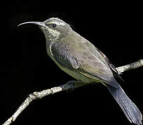 Tacazze Sunbird