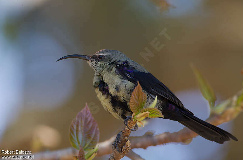 Tacazze Sunbird male adult transition, identification