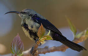 Tacazze Sunbird