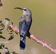 Tacazze Sunbird