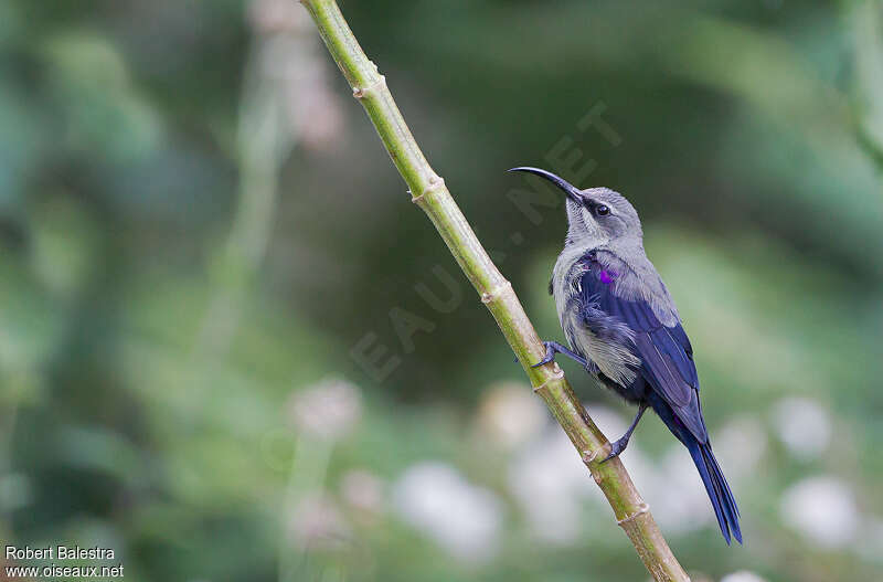 Tacazze Sunbird male adult post breeding, identification