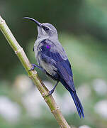 Tacazze Sunbird