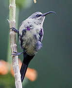 Tacazze Sunbird