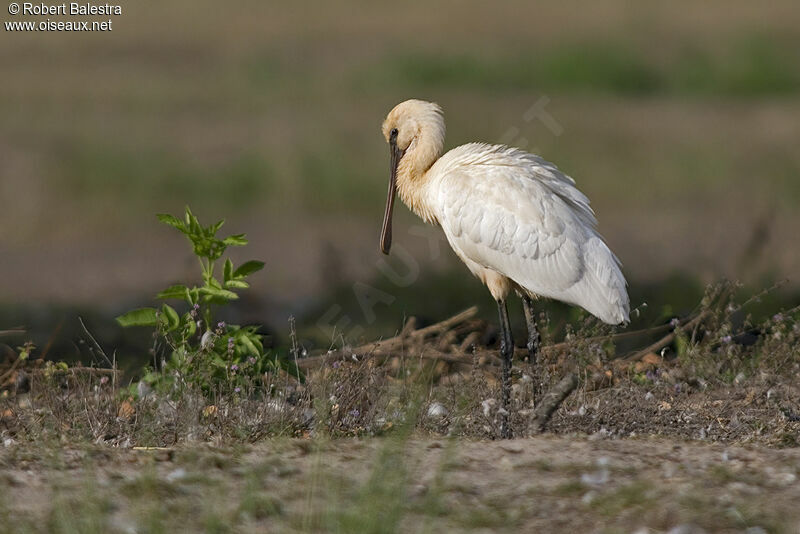 Eurasian Spoonbill