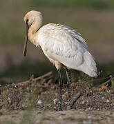 Eurasian Spoonbill