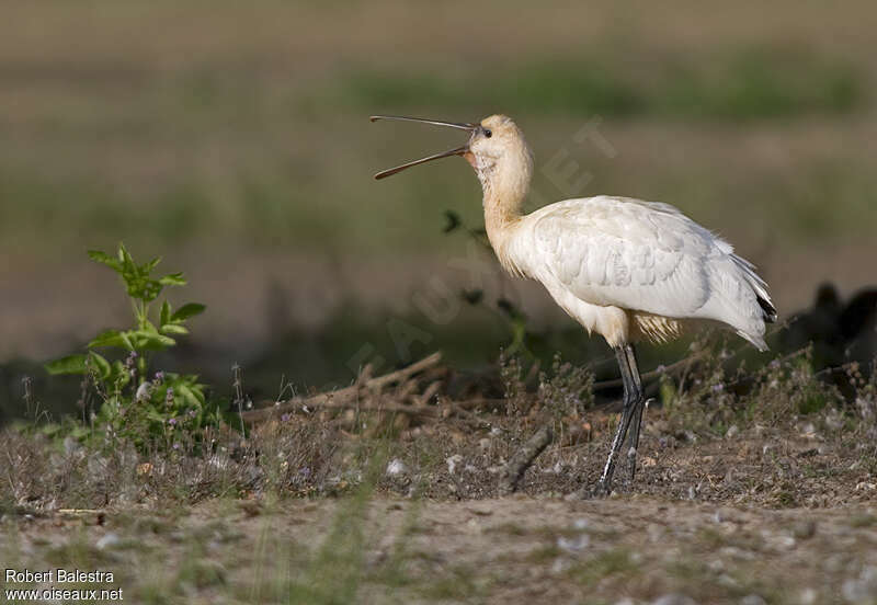 Eurasian Spoonbilladult, Behaviour