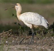 Eurasian Spoonbill