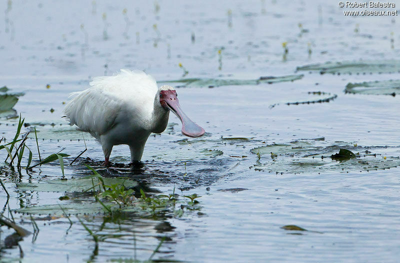 African Spoonbill