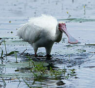 African Spoonbill