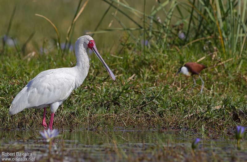 African Spoonbilladult, identification