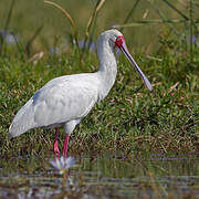 African Spoonbill