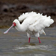 African Spoonbill