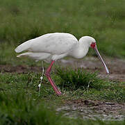 African Spoonbill