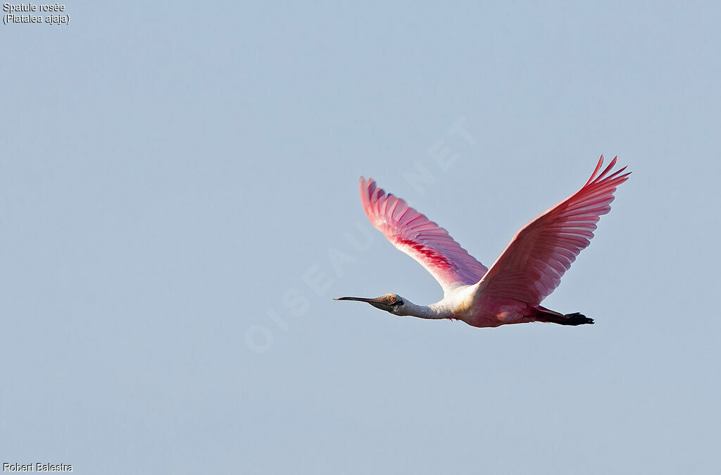 Roseate Spoonbill