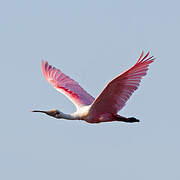 Roseate Spoonbill