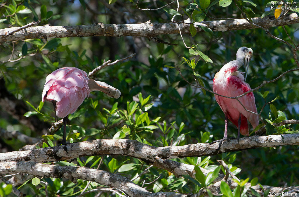 Roseate Spoonbill