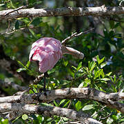 Roseate Spoonbill