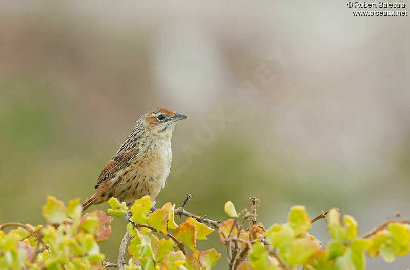 Cape Grassbird