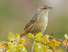 Cape Grassbird