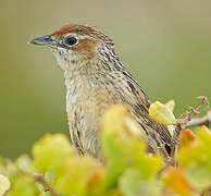 Cape Grassbird