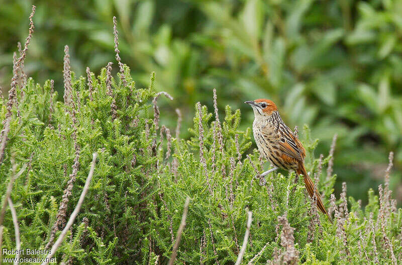 Sphénoèque du Capadulte, identification