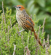 Cape Grassbird