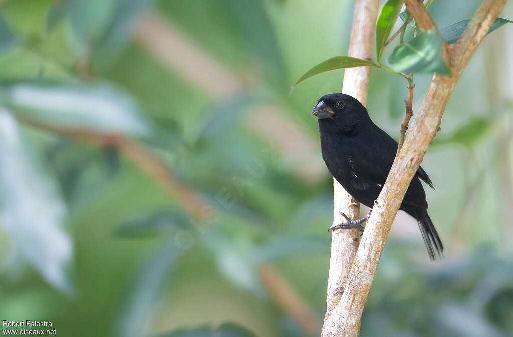 Thick-billed Seed Finch male adult, habitat