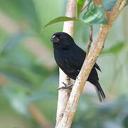 Thick-billed Seed Finch