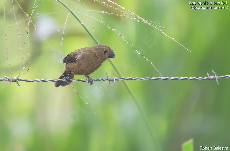 Thick-billed Seed Finch female