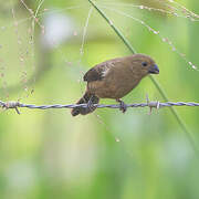 Thick-billed Seed Finch